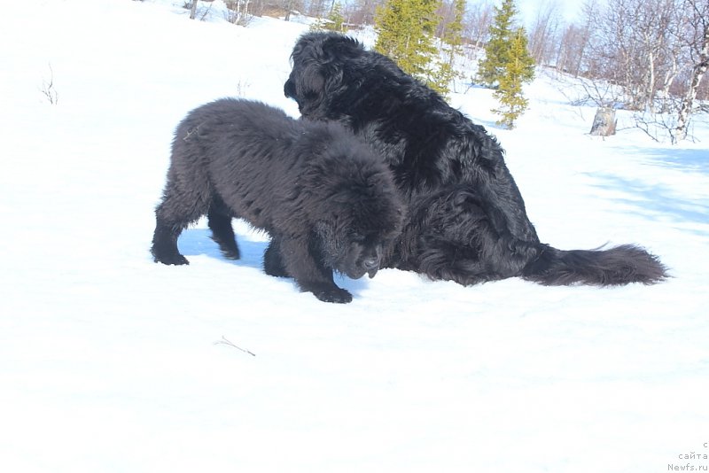 Фото: ньюфаундленд Daymond King (Даймонд Кинг)