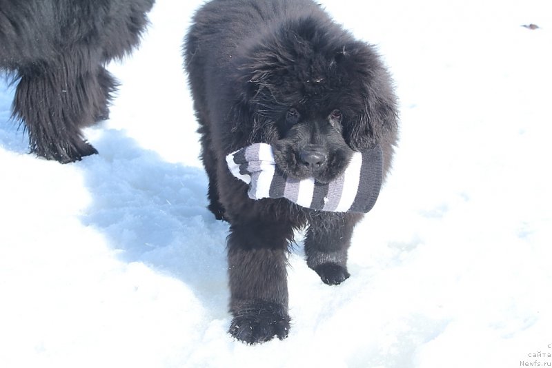 Фото: ньюфаундленд Daymond King (Даймонд Кинг)