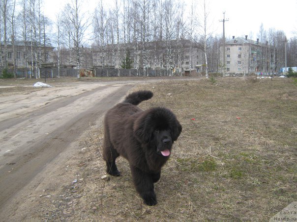 Фото: ньюфаундленд YEnergi Okean (Энерги Океан)