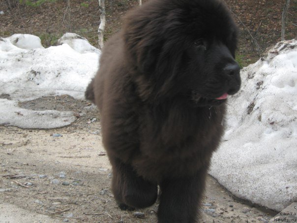 Фото: ньюфаундленд YEnergi Okean (Энерги Океан)