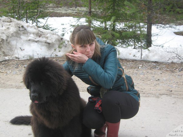 Фото: ньюфаундленд YEnergi Okean (Энерги Океан)