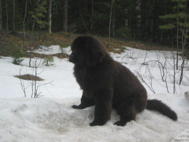 Фото: ньюфаундленд YEnergi Okean (Энерги Океан)