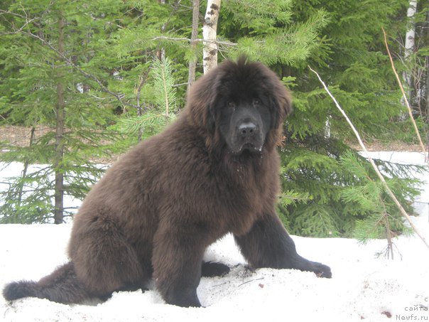 Фото: ньюфаундленд YEnergi Okean (Энерги Океан)