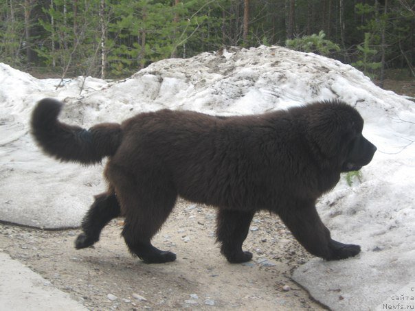 Фото: ньюфаундленд YEnergi Okean (Энерги Океан)