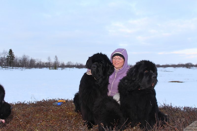 Фото: ньюфаундленд King of Helluland You Shock Me, Elena Kuz'mina (Елена Кузьмина), ньюфаундленд Beguschaya po Volnam Zero Kool (Бегущая по Волнам Зеро Коол)