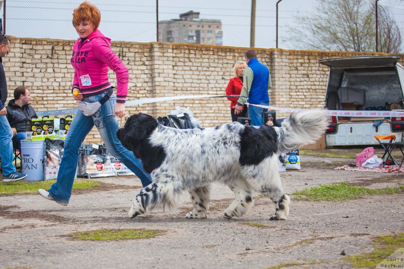 Фото: ньюфаундленд Skazochnaya Kroha SHampan' (Сказочная Кроха Шампань)