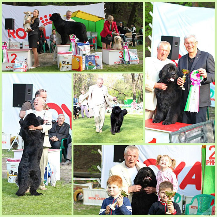 Фото: ньюфаундленд Zhorzhetta s Berega Dona (Жоржетта с Берега Дона)