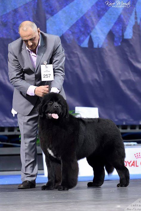 Фото: ньюфаундленд Zvezdnij Dar Brittany