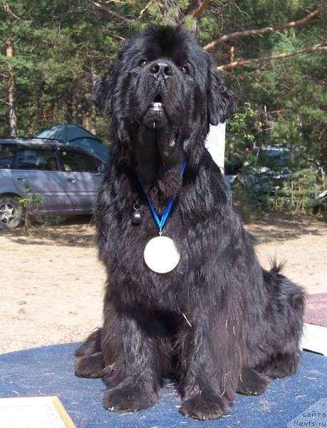 Фото: ньюфаундленд Vell Spirit Lillit (Велл Спирит Лилит)