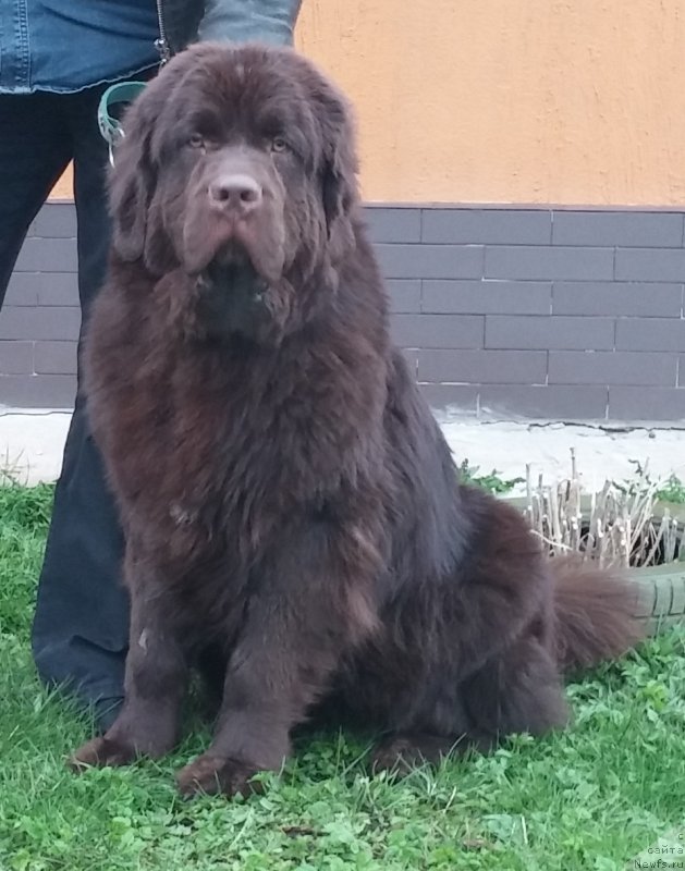 Фото: ньюфаундленд Brownblood MSK Zhani Osher (Браунблад МСК Жани Ошер)