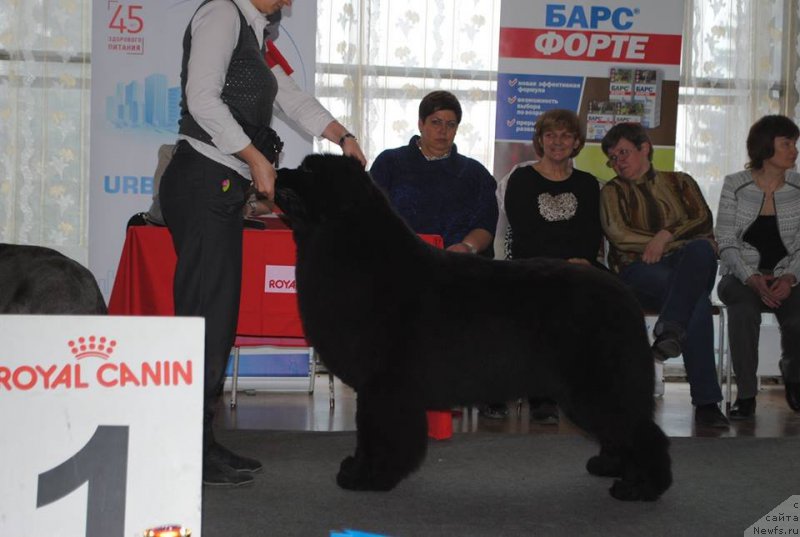 Фото: ньюфаундленд Raymond Best in Show, Nina Bazulina (Нина Базулина)
