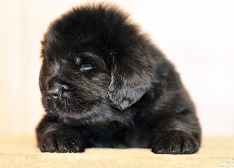 Фотография № 206004