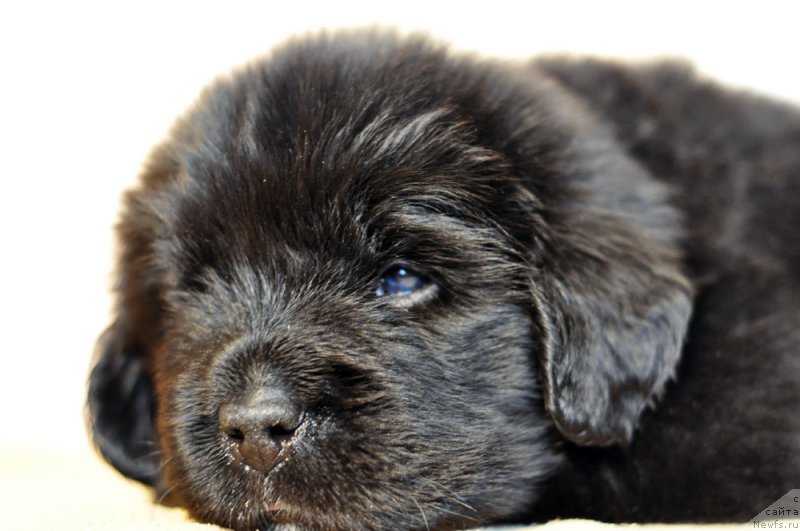 Фотография № 206005