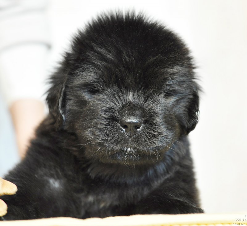 Фотография № 206009