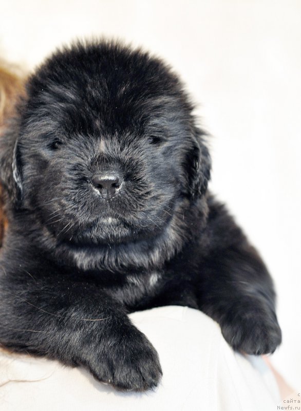 Фотография № 206010