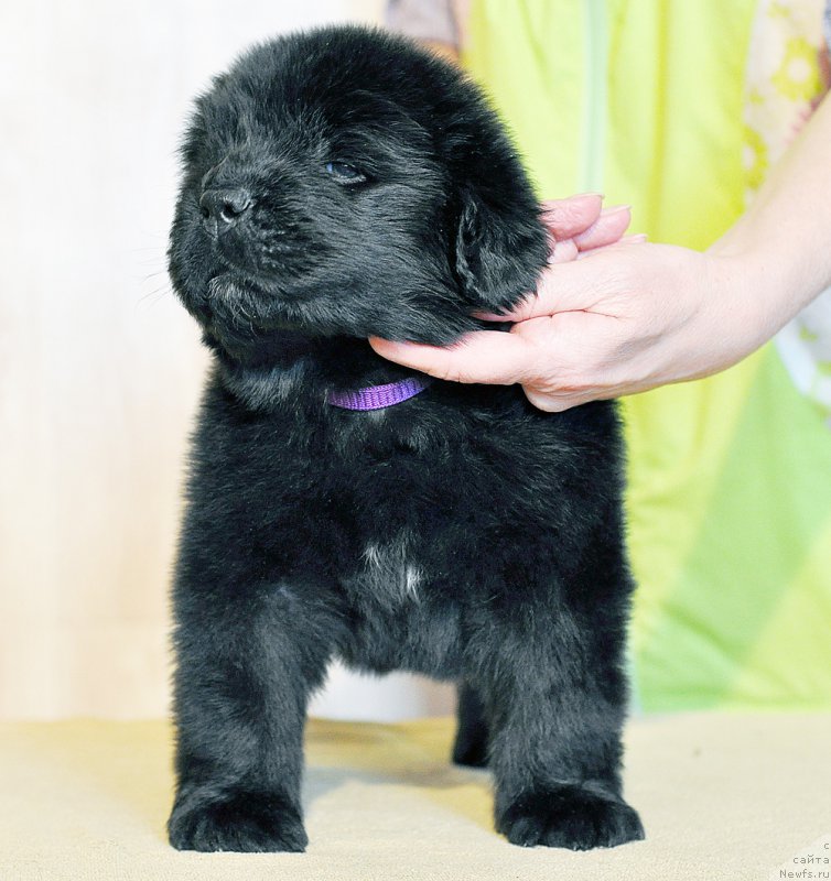 Фотография № 206011