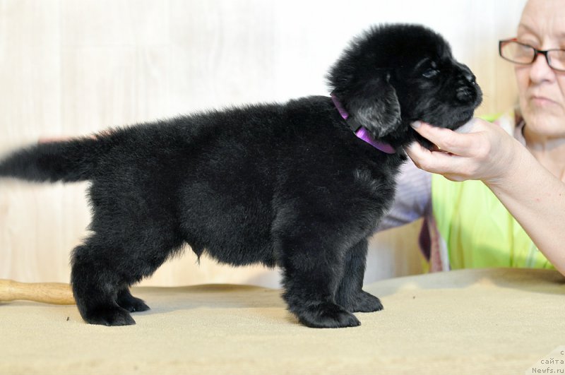 Фотография № 206013