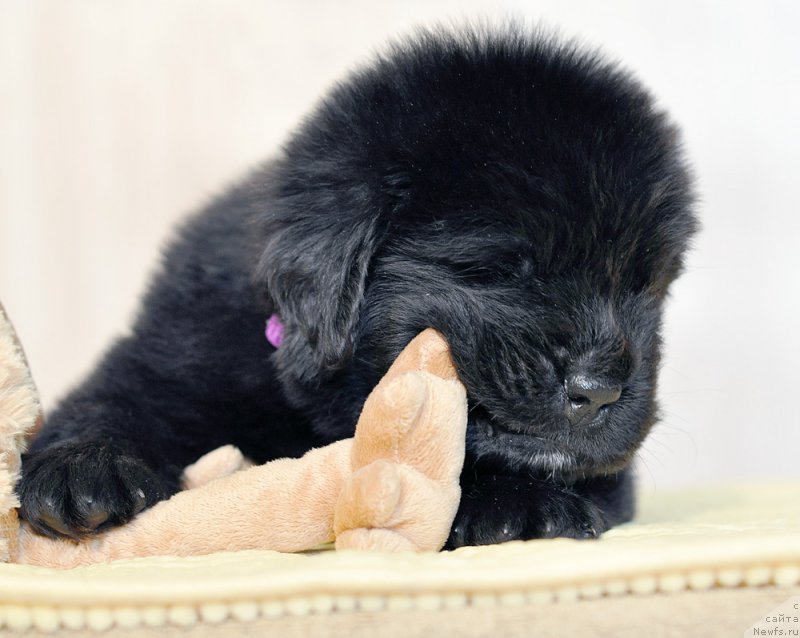 Фотография № 206014