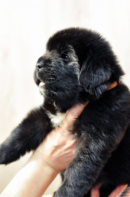 Фотография № 206016