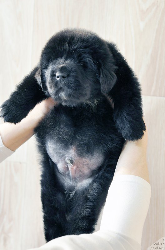 Фотография № 206018