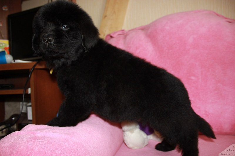 Фото: ньюфаундленд Grand Byebi Ariadna (Гранд Бэби Ариадна), ньюфаундленд Super Bizon Liliman (Супер Бизон Лилимэн)