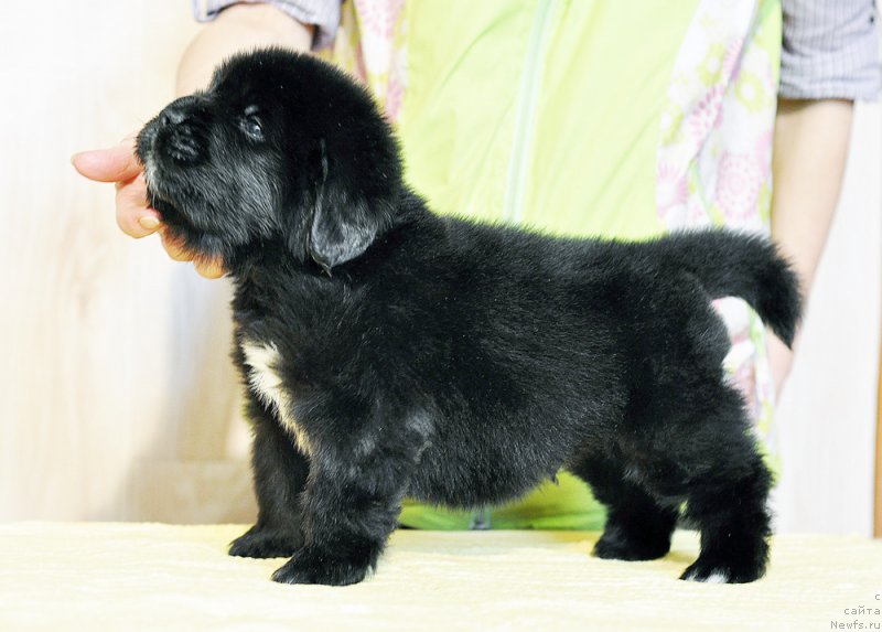 Фотография № 206021