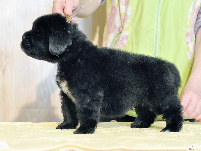 Фотография № 206022