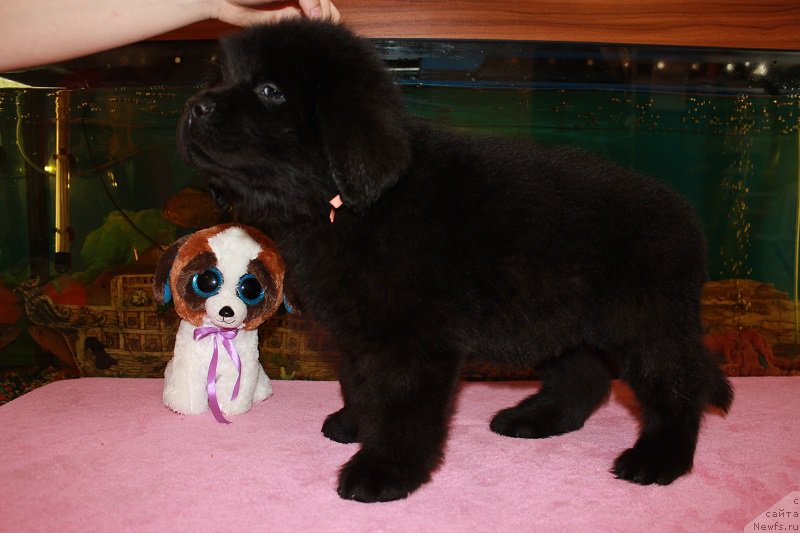 Фото: ньюфаундленд Grand Byebi Ariadna (Гранд Бэби Ариадна), ньюфаундленд Super Bizon Liliman (Супер Бизон Лилимэн)