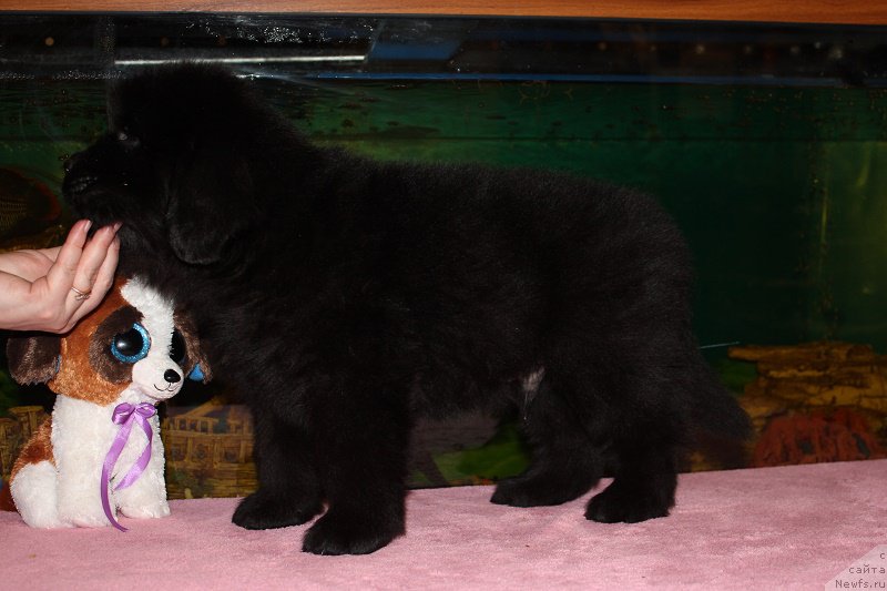 Фото: ньюфаундленд Grand Byebi Ariadna (Гранд Бэби Ариадна), ньюфаундленд Super Bizon Liliman (Супер Бизон Лилимэн)