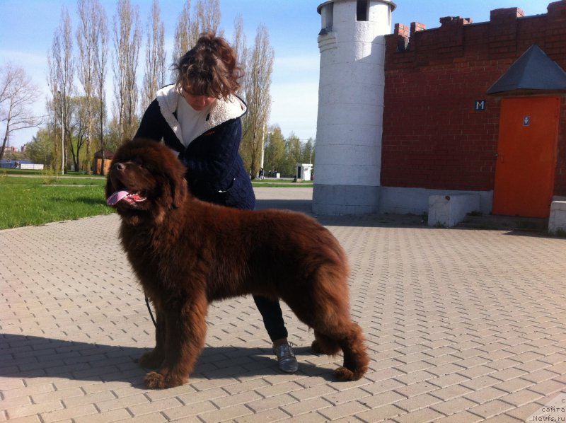 Фото: ньюфаундленд Moya Stihiya Kaliostro Velikiy Mag (Моя Стихия Калиостро Великий Маг)