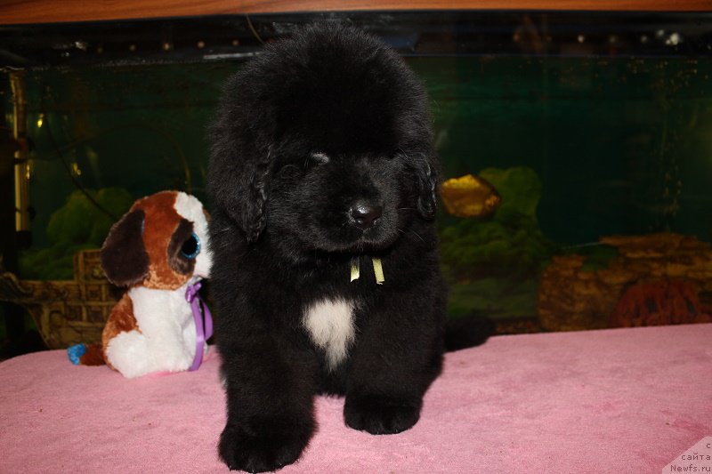 Фото: ньюфаундленд Grand Byebi Ariadna (Гранд Бэби Ариадна), ньюфаундленд Super Bizon Liliman (Супер Бизон Лилимэн)