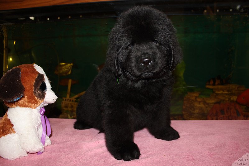 Фото: ньюфаундленд Terra Viktoriya Blyuz Polnolun'ya (Терра Виктория Блюз Полнолунья)