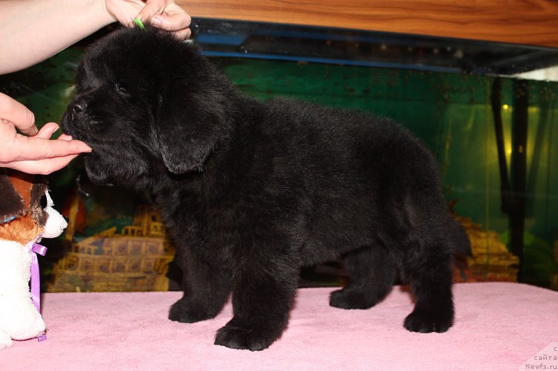 Фото: ньюфаундленд Terra Viktoriya Blyuz Polnolun'ya (Терра Виктория Блюз Полнолунья)