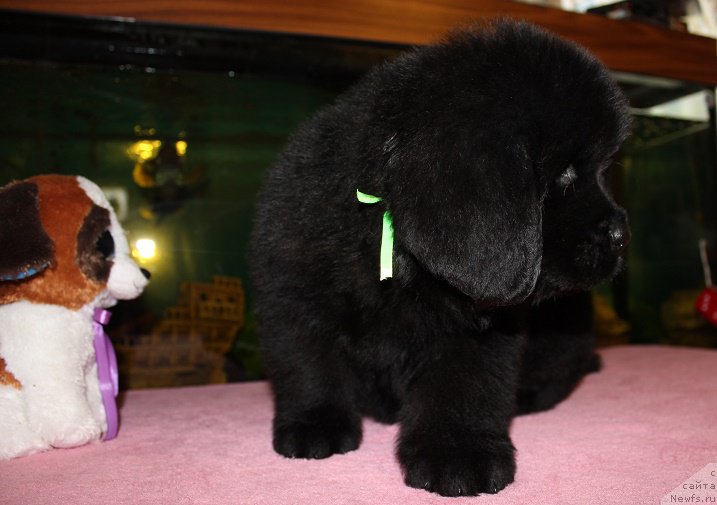 Фото: ньюфаундленд Terra Viktoriya Blyuz Polnolun'ya (Терра Виктория Блюз Полнолунья)