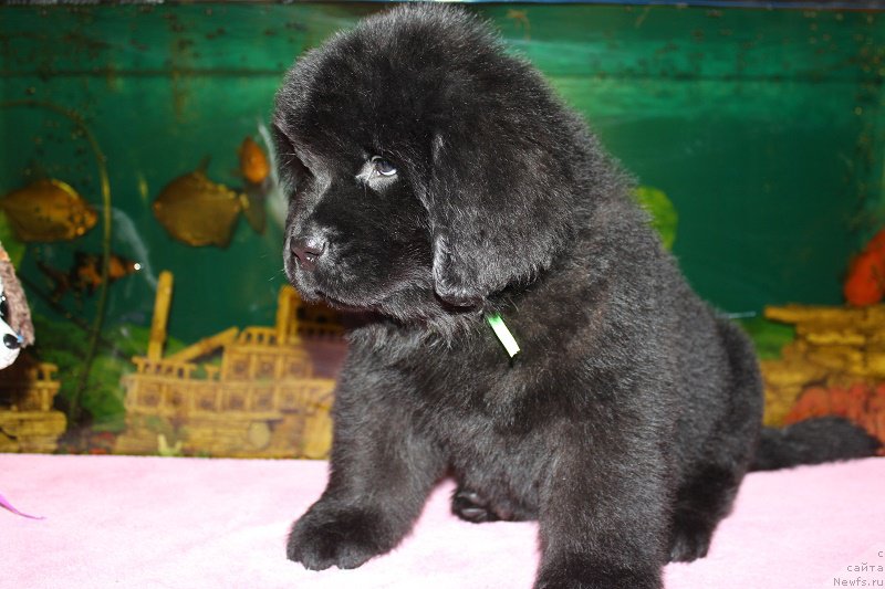 Фото: ньюфаундленд Terra Viktoriya Blyuz Polnolun'ya (Терра Виктория Блюз Полнолунья)