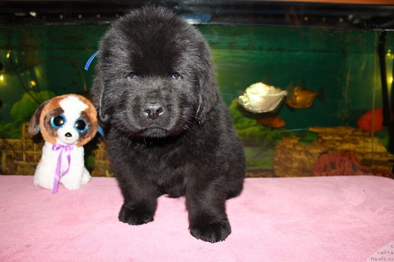 Фото: ньюфаундленд Terra Viktoriya Blyek Myedjik (Терра Виктория Блэк Мэджик)