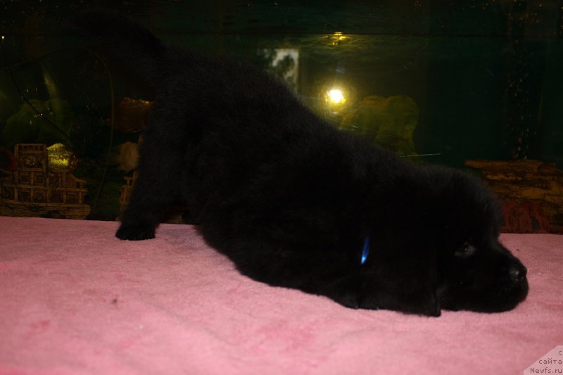 Фото: ньюфаундленд Terra Viktoriya Blyek Myedjik (Терра Виктория Блэк Мэджик)