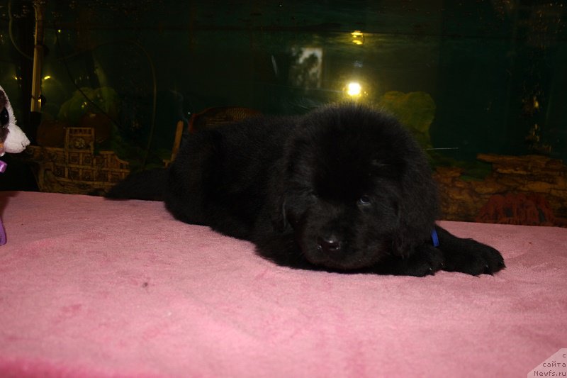 Фото: ньюфаундленд Terra Viktoriya Blyek Myedjik (Терра Виктория Блэк Мэджик)