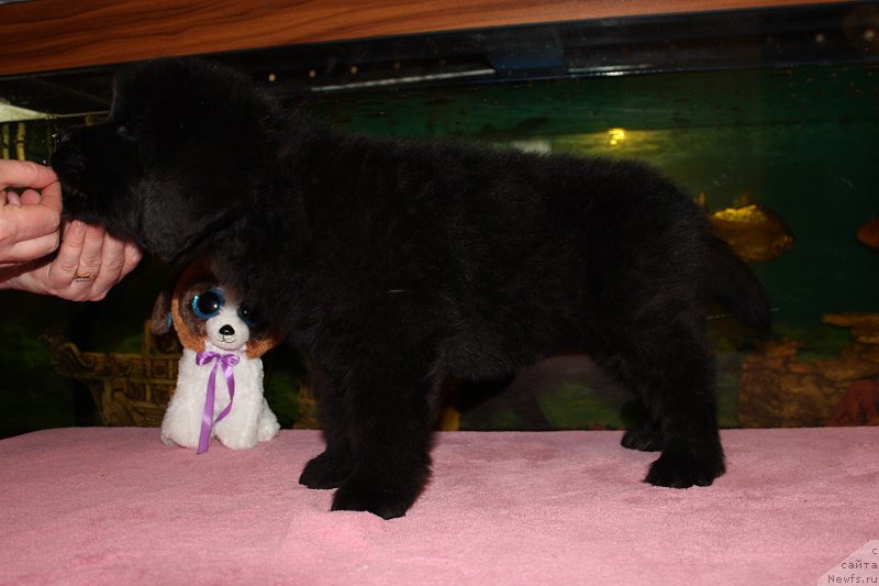 Фото: ньюфаундленд Grand Byebi Ariadna (Гранд Бэби Ариадна), ньюфаундленд Super Bizon Liliman (Супер Бизон Лилимэн)