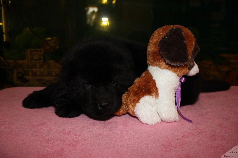 Фото: ньюфаундленд Grand Byebi Ariadna (Гранд Бэби Ариадна), ньюфаундленд Super Bizon Liliman (Супер Бизон Лилимэн)