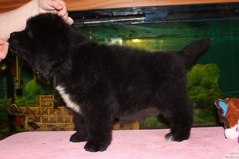 Фото: ньюфаундленд Grand Byebi Ariadna (Гранд Бэби Ариадна), ньюфаундленд Super Bizon Liliman (Супер Бизон Лилимэн)