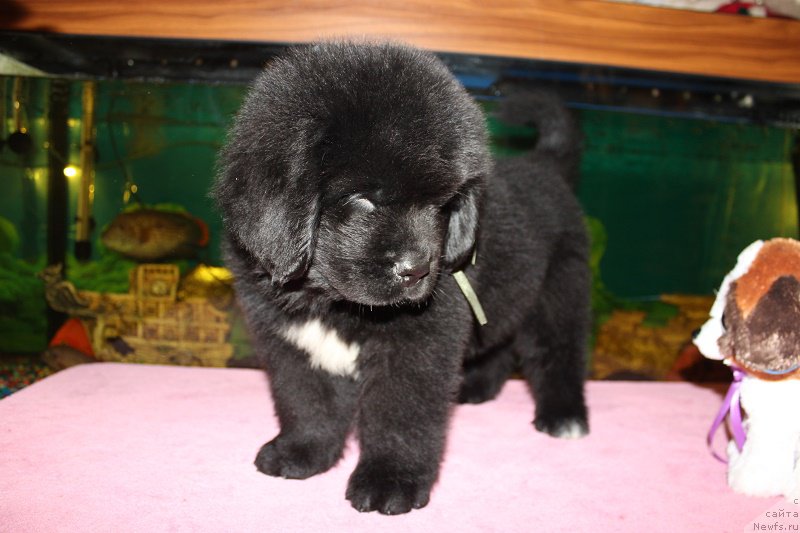 Фото: ньюфаундленд Grand Byebi Ariadna (Гранд Бэби Ариадна), ньюфаундленд Super Bizon Liliman (Супер Бизон Лилимэн)