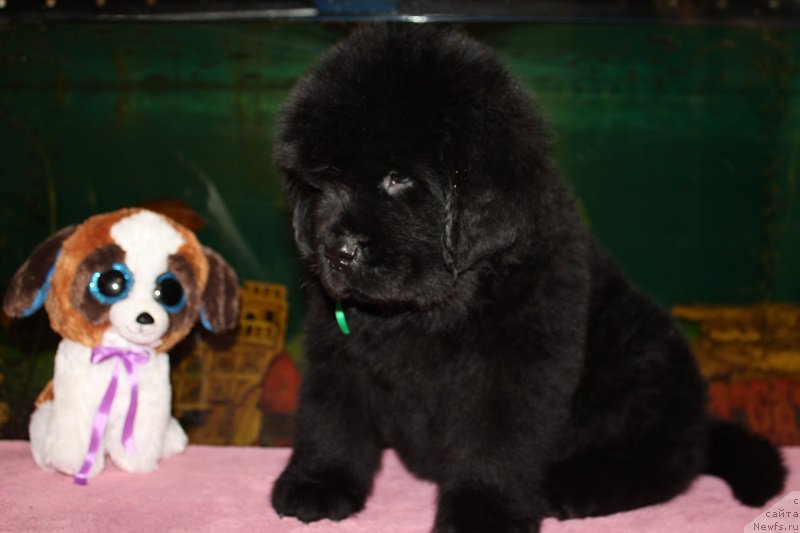 Фото: ньюфаундленд Grand Byebi Ariadna (Гранд Бэби Ариадна), ньюфаундленд Super Bizon Liliman (Супер Бизон Лилимэн)