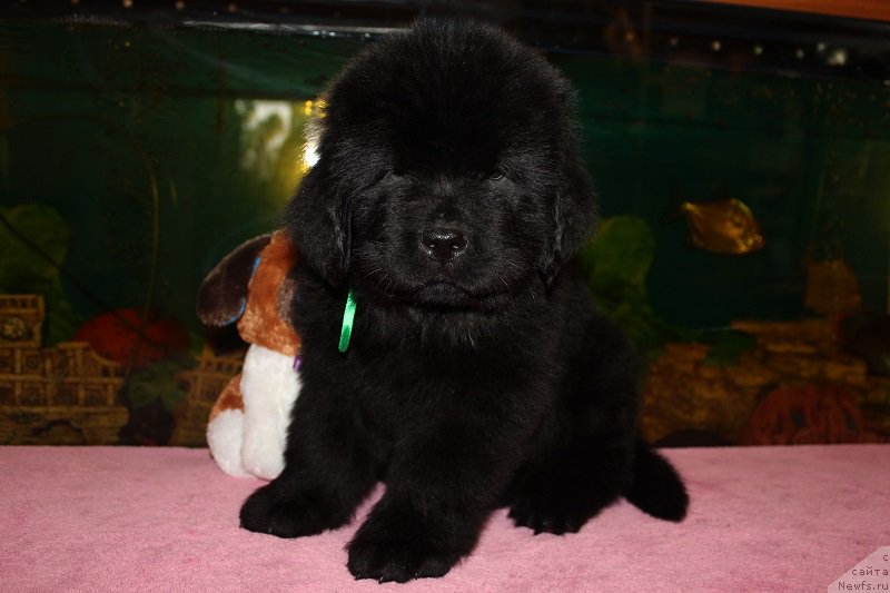 Фото: ньюфаундленд Grand Byebi Ariadna (Гранд Бэби Ариадна), ньюфаундленд Super Bizon Liliman (Супер Бизон Лилимэн)