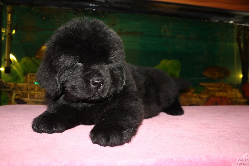 Фото: ньюфаундленд Grand Byebi Ariadna (Гранд Бэби Ариадна), ньюфаундленд Super Bizon Liliman (Супер Бизон Лилимэн)