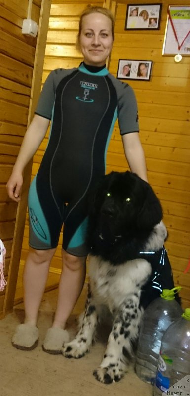 Фото: Ol'ga Martyinova (Ольга Мартынова), ньюфаундленд Angels Keeper Nibelung (Энджелс Кипер Нибелунг)