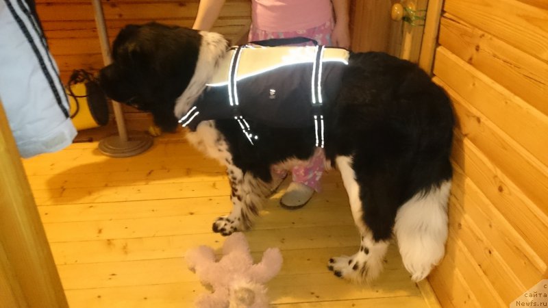 Фото: ньюфаундленд Angels Keeper Nibelung (Энджелс Кипер Нибелунг)