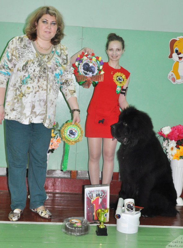 Фото: ньюфаундленд Zhustin s Berega Dona (Жюстин с Берега Дона), Anna Martyinova (Анна Мартынова)