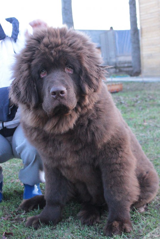 Фото: ньюфаундленд Braunblad MSK Sidni Svitin Sanlayt (Браунблад МСК Сидни Свитин Санлайт)