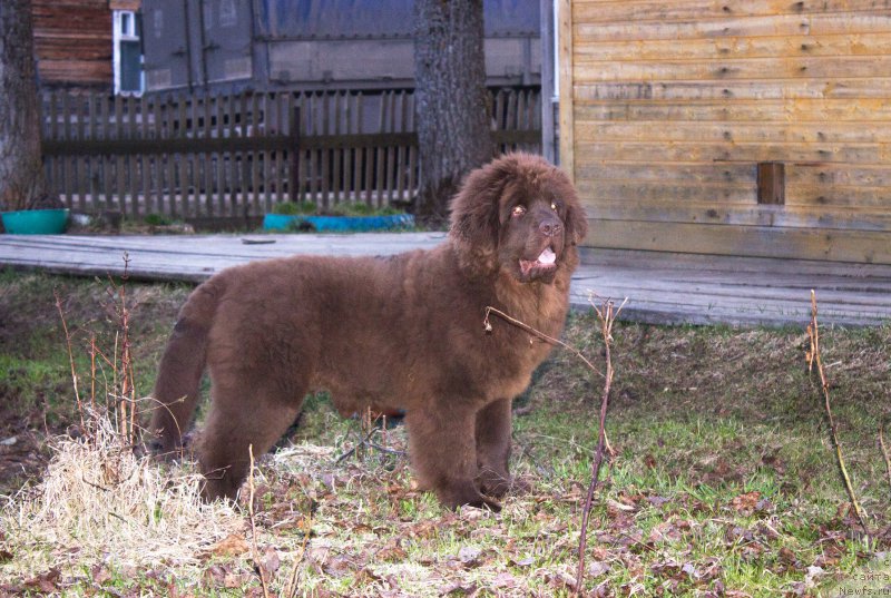 Фото: ньюфаундленд Braunblad MSK Sidni Svitin Sanlayt (Браунблад МСК Сидни Свитин Санлайт)